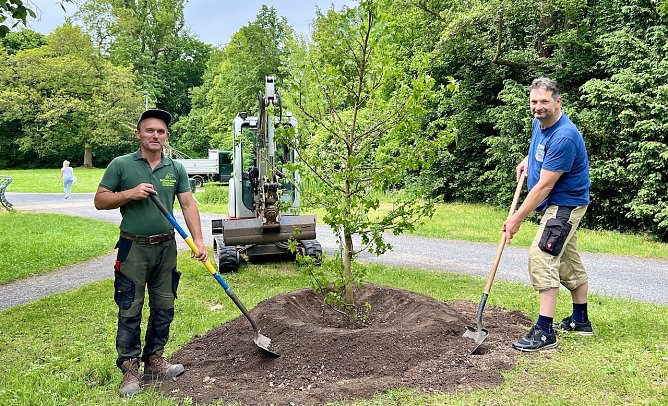 Baumpflanzung im Stadtpark (Foto: Stadtverwaltung Nordhausen) Baumpflanzung im Stadtpark (Foto: Stadtverwaltung Nordhausen)