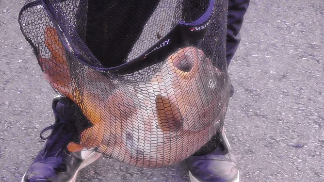 Fichfang in der Helme (Foto: U.Reinboth) Fichfang in der Helme (Foto: U.Reinboth)