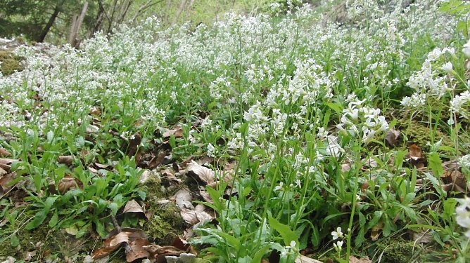 An dieser, von Botanikern vor Jahrzehnten bepflanzten und von mir gepflegten Stelle, bl&uuml;hte die Alpen-G&auml;nsekresse: 2013 gab es sogar einen neuen H&ouml;chststand bl&uuml;hender Pflanzen. Das seltene Glazialrelikt &uuml;berlebte hier, entgegen den Aussagen des BUND-Th&uuml;ringenchefs, den Gipsabbau (Foto: Bodo Schwarzberg)