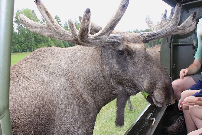 Elchfütterung in Schweden (Foto: Eva Maria Wiegand) Elchfütterung in Schweden (Foto: Eva Maria Wiegand)