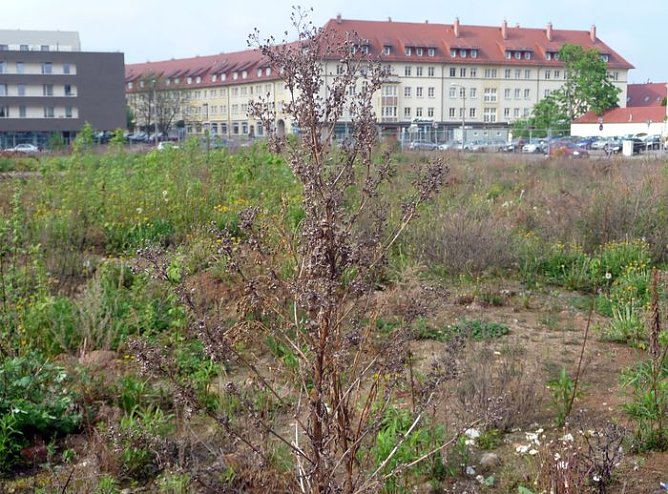 Botanisches Kleinod (Foto: nnz) Botanisches Kleinod (Foto: nnz)