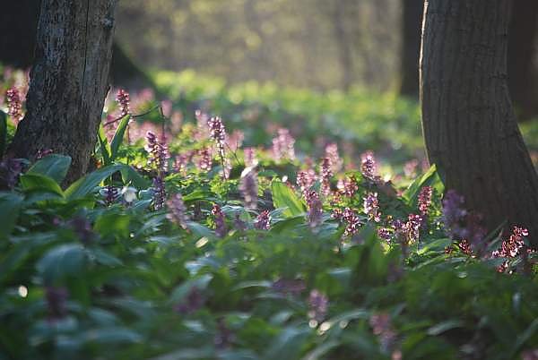 B&auml;rlauch (Foto: E. Blanke)