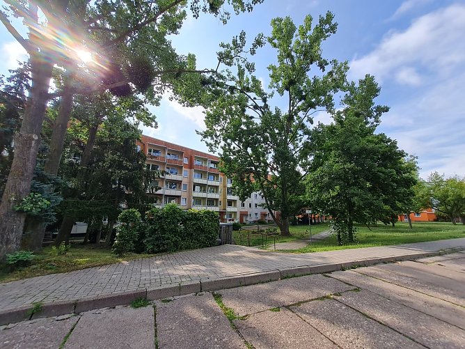 Die f&uuml;nf Hybridpappeln in der Stolberger Stra&szlig;e sind stark von Misteln befallen, worunter ihre Vitalit&auml;t leidet. Die SWG muss diese B&auml;ume jetzt f&auml;llen lassen.  (Foto: SWG Nordhausen/S. Schedwill)