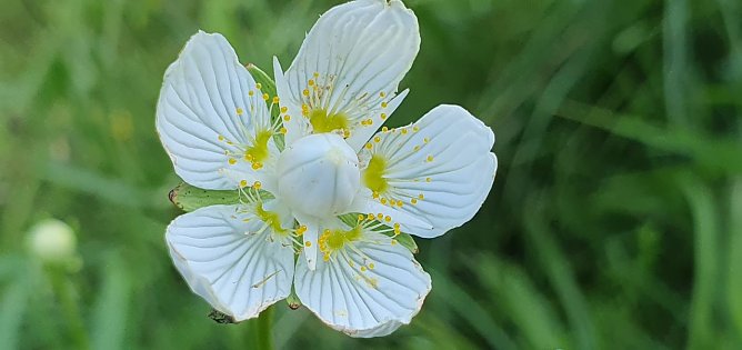 Eine Bl&uuml;te des stark gef&auml;hrdeten Sumpf-Herzblatts (Parnassia palustris). Die Art ist eine Fliegent&auml;uschblume: Die gelben Nektarbl&auml;tter sind Attrappen ohne Nektar und lassen die Best&auml;uber hungrig zur&uuml;ck. T&auml;uschung hat also eine viel l&auml;ngere Tradition, als in der Politik. Au&szlig;erdem ist die Bl&uuml;te streng vorm&auml;nnlich. Zun&auml;chst sind die m&auml;nnlichen Staubbeutel reif. Erst nach deren Abwerfen (hier erfolgt) &ouml;ffnet sich die Narbe (hier noch nicht). So wird Selbstbest&auml;ubung ausgeschlossen. (Foto: Bodo Schwarzberg)