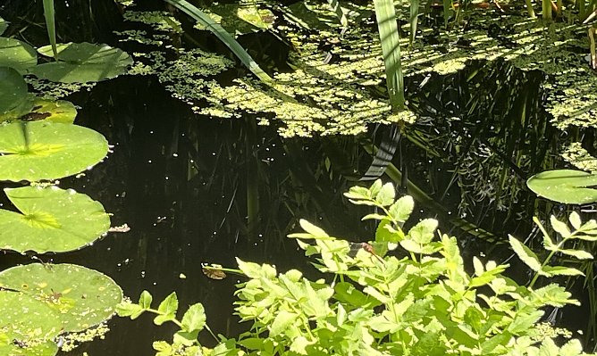 Der Hochsommer legt mal wieder eine Pause ein (Foto: oas) Der Hochsommer legt mal wieder eine Pause ein (Foto: oas)
