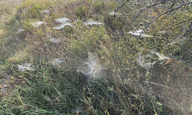 Altweibersommer in Th&uuml;ringen (Foto: oas)