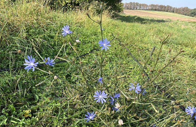 Sp&auml;tsommeranblick (Foto: oas)