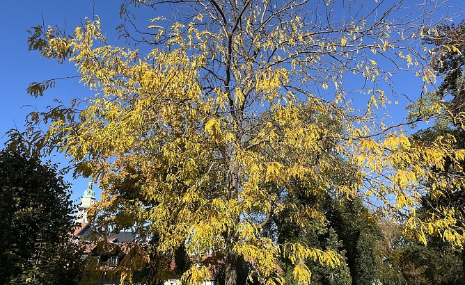 Der goldene Oktober setzt sich fort (Foto: oas)