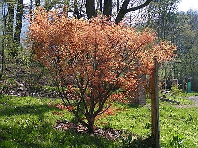 Ahorn im Arboretum (Foto: marco M&uuml;ller-John)
