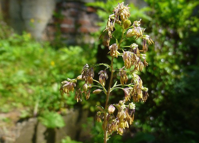 Viele seltene und bedrohte Arten sind unscheinbar, weswegen ihr Verlust kaum jemandem auff&auml;llt. Der rispige Bl&uuml;tenstand der Einfachen bzw. Mittleren Wiesenraute ist mit ihren langen Staubf&auml;den bei genauem Hinsehen jedoch &auml;sthetisch sehr ansprechend.  (Foto: Bodo Schwarzberg)