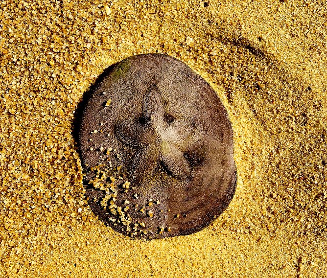 "Weihnachtsstern" in den Tropen (Ubatuba Brasilien) (Foto: M. B. Wiegand) "Weihnachtsstern" in den Tropen (Ubatuba Brasilien) (Foto: M. B. Wiegand)