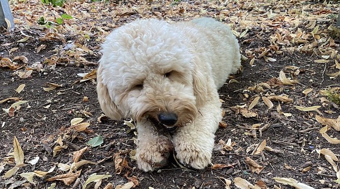 Mutma&szlig;licher Komplize des Nordh&auml;user T&auml;ters  (Foto: uhz Archiv)