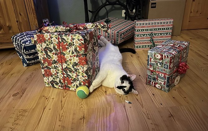 Katze neugierig auf  Weihnachtsgeschenke (Foto: A. Zickenroth)
