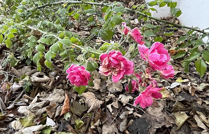 Die letzten Rosen des Jahres (Foto: oas) Die letzten Rosen des Jahres (Foto: oas)