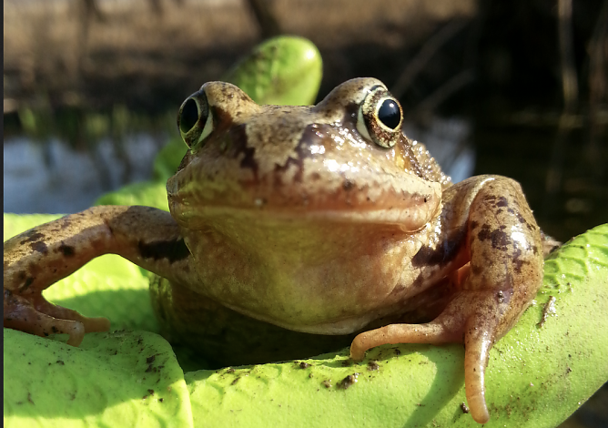 BUND ruft zur Amphibienrettung (Foto: BUND Th&uuml;ringen)