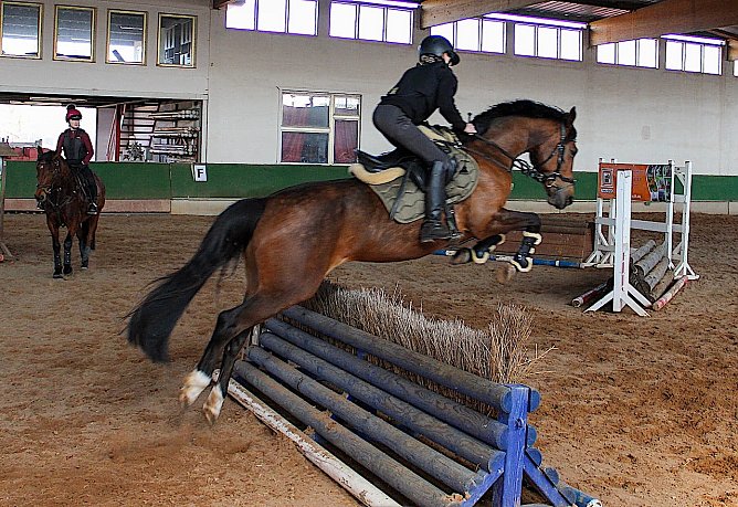 Reitsport auf der Forst-Farm am Wochenende (Foto: D.Förster) Reitsport auf der Forst-Farm am Wochenende (Foto: D.Förster)