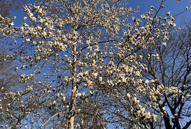 Baumblüte beginnt: Endlich Frühling! (Foto: oas) Baumblüte beginnt: Endlich Frühling! (Foto: oas)