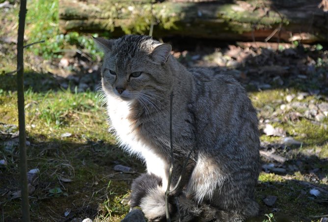 Wildkater Emil aus dem Wildkatzendorf H&uuml;tscheroda (Foto: (c) Katrin Vogel)