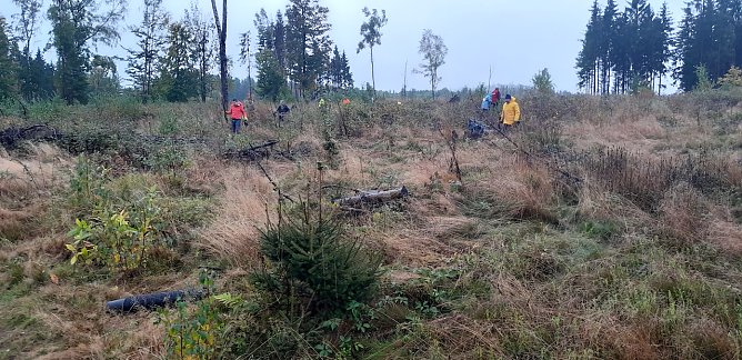 Pfkanzaktion im vergangenen Jahr (Foto: Forstamt Bleicherode)