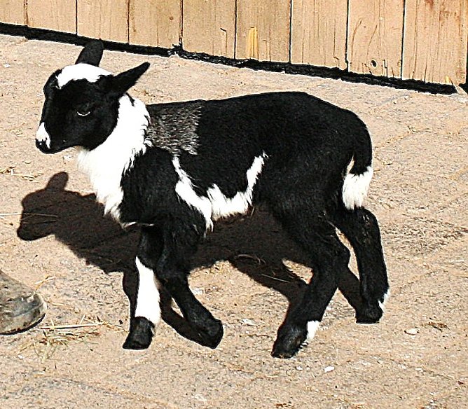 Dreifarbiges Lamm auf dem Hof der Familie M&ouml;ckel (Foto: Ulrich Reinboth)