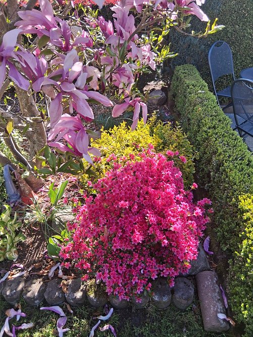 Momentaufnahme Blumenzauber vor dem Haus (2) (Foto: G.Kurzius) Momentaufnahme Blumenzauber vor dem Haus (2) (Foto: G.Kurzius)