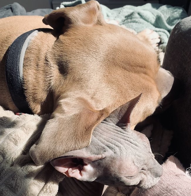 Tierisches Kuscheln (Foto: J. Thorhauer)