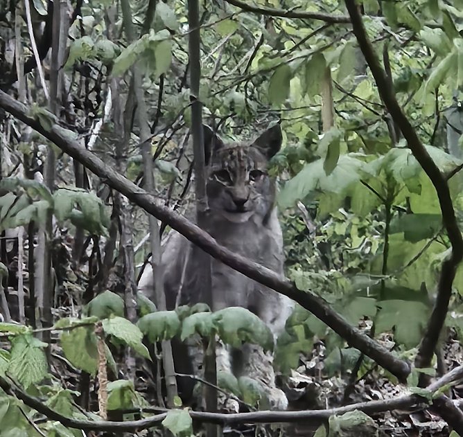 Begegnung mit Luchs (Foto: Michael Helbing)