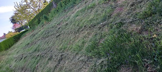 Rasenmahd in H&ouml;rningen (Foto: Arno Walther)