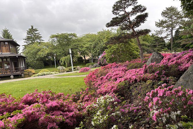 Bl&uuml;tenmeer im Japanischen Garten Bad Langensalza  (Foto: oas)