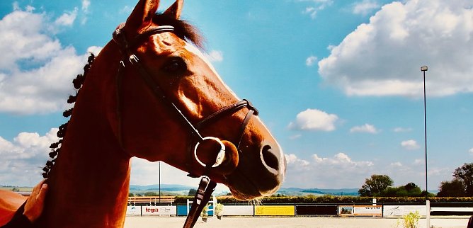 "Cocodello" aus dem eigenen Immenröder Stall springt auch in diesem Jahr wieder mit (Foto: agl) "Cocodello" aus dem eigenen Immenröder Stall springt auch in diesem Jahr wieder mit (Foto: agl)