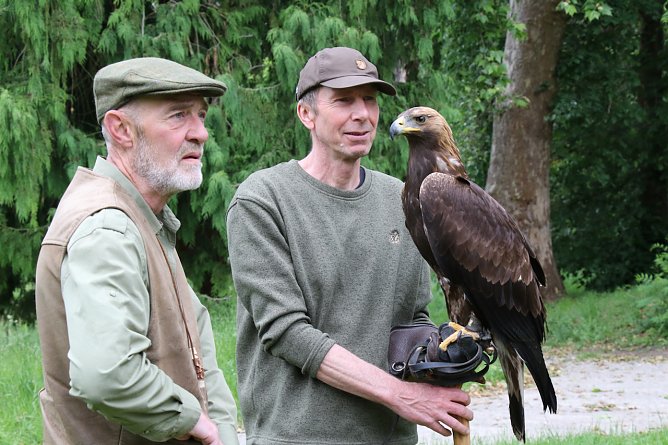 So nah kommt man einem Steinadler nicht alle Tage - Reiner Gulyasch aus St&ouml;ckey hatte neben dem "Terzel" auch zwei "Harris Hawks" mitgebracht (Foto: agl)