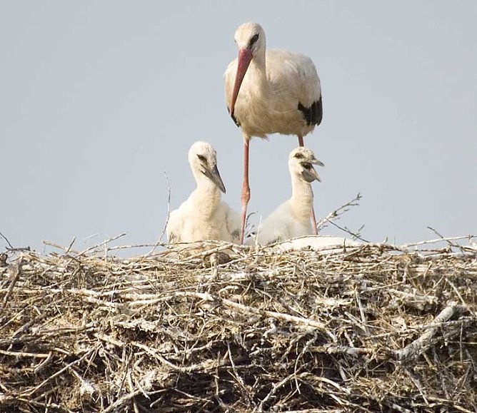 Ringe f&uuml;r die "Kleinen" (Foto: Gemeindeverwaltung)