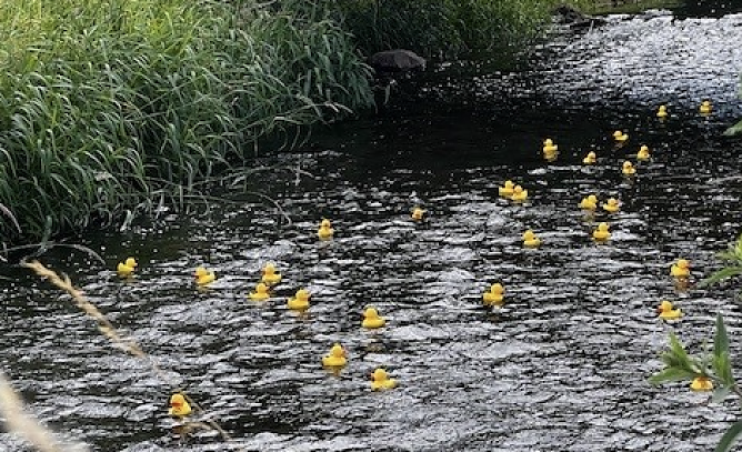 Von Adam bis Zacharias - biblisches Entenrennen auf der Helme (Foto: Diana Kupfer) Von Adam bis Zacharias - biblisches Entenrennen auf der Helme (Foto: Diana Kupfer)
