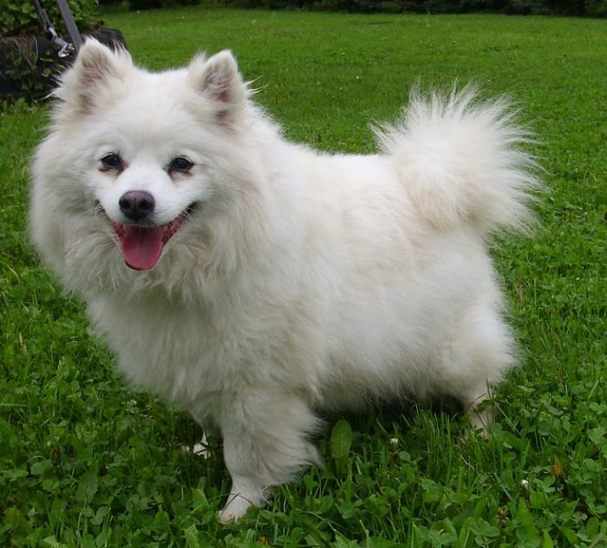 Flocke (Foto: C. Knust) Flocke (Foto: C. Knust)