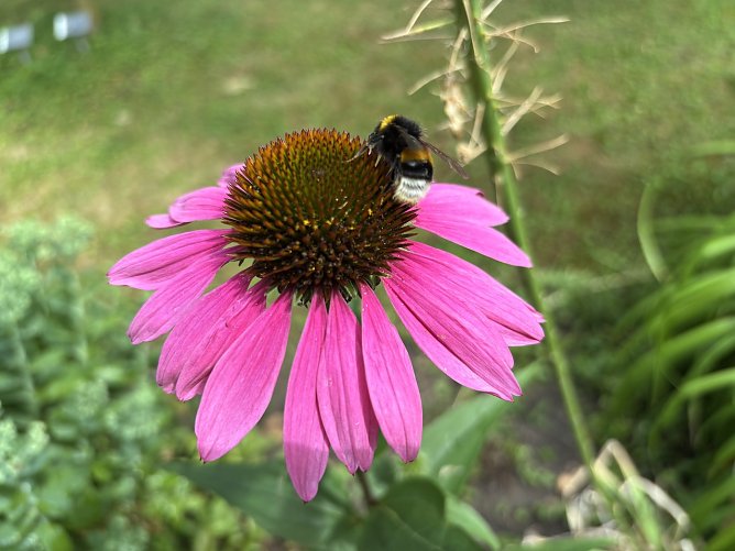 Die flei&szlig;igen Nektarsammler sind allerorten unterwegs (Foto: oas)