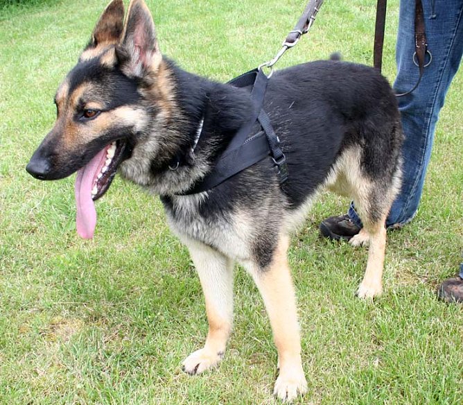 Herrchen oder Frauchen gesucht (Foto: rh)