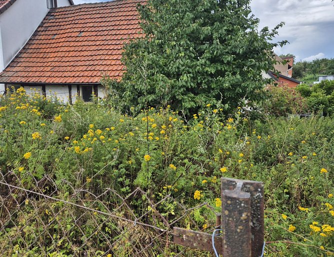 Wildwuchs in Hörningen (Foto: privat) Wildwuchs in Hörningen (Foto: privat)