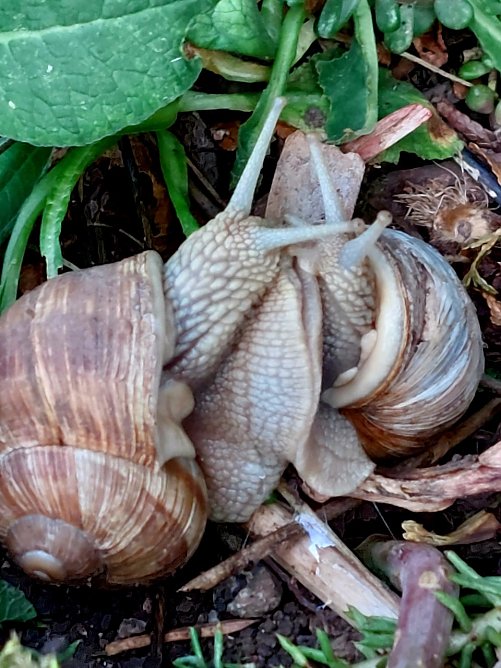 Liebesspiel der Weinbergschnecken (Foto: Cora Aderhold)