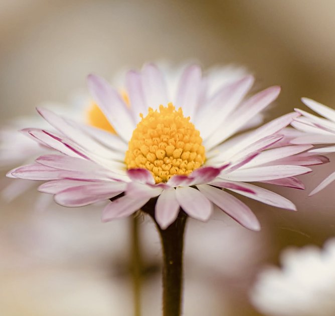 Gänseblümchen, will hoch hinaus (Foto: Yvonne Werner) Gänseblümchen, will hoch hinaus (Foto: Yvonne Werner)