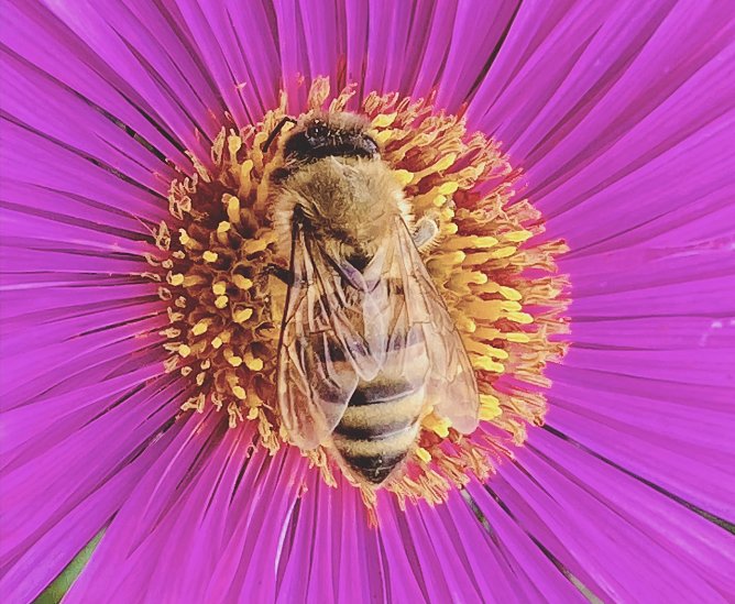 Fleißiges Bienchen (Foto: Yvonne Werner) Fleißiges Bienchen (Foto: Yvonne Werner)