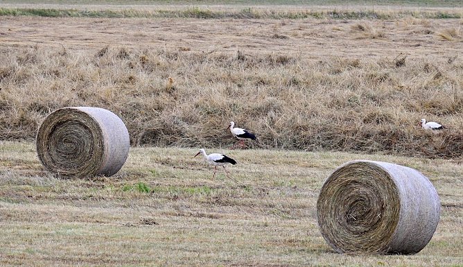 Störche an Stausee in Kelbra (Foto: Marco Gerlach) Störche an Stausee in Kelbra (Foto: Marco Gerlach)