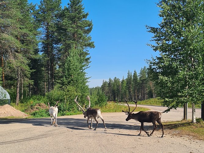 Rentiere am Nordkap (Foto: Thomas Kunze) Rentiere am Nordkap (Foto: Thomas Kunze)