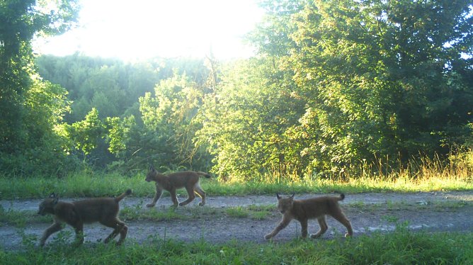 Luchsnachwuchs im S&uuml;dharz (Foto: TMUENF)