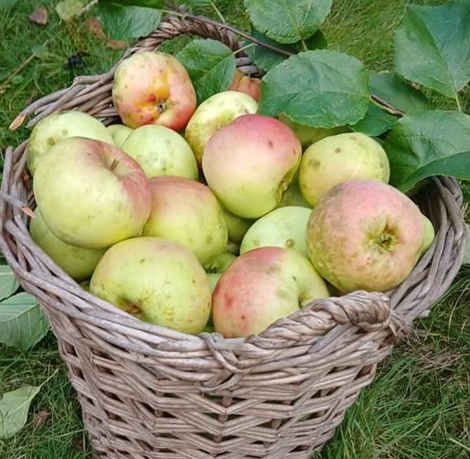 "Sch&ouml;ner" (Apfel) aus Nordhausen (Foto: Tim Sch&auml;fer)