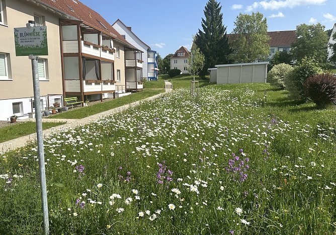 Hier arbeiten  die WBG-Bienen vor Ort  (Foto: WBG S&uuml;dhaurz)