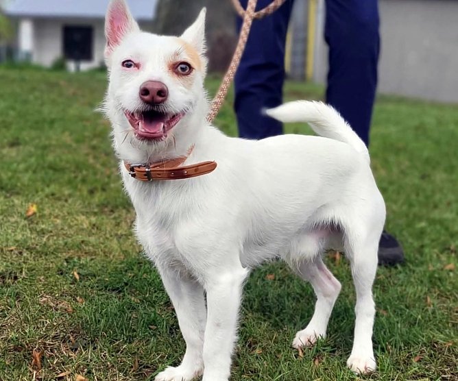 Der andere Hund  (Foto: Landratsamt)