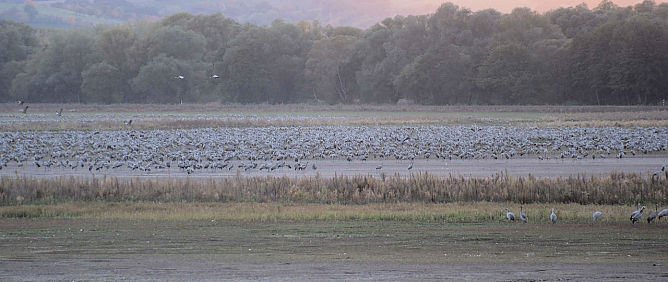 Rastende Kraniche am Stausee Kelbra (Foto: Peter Blei)