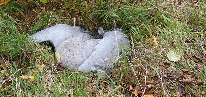 Toter Kranich bei Kelbra (Foto: B. Schwarzberg)