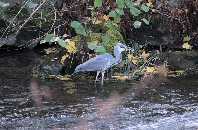 Graureiher in der Zorge (Foto: Peter Blei) Graureiher in der Zorge (Foto: Peter Blei)