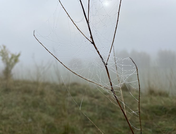 Ruhiges, nebliges Herbstwetter erwartet (Foto: oas)